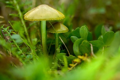 Gliophorus psittacinus, hygrocybe psittacina, parrot sapling, parrot green sapling, Parrot waxcap,