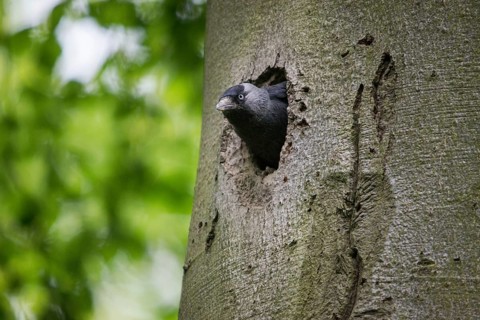 Corvus monedula, jackdaw, tree-breeding jackdaws, tree breeders, birds, corvidae family of birds,