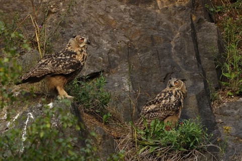 Eurasian Eagle-owl, Bubo bubo, Two young birds sitting on a rocky outcrop in a quarry in Sauerland
