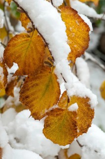 Autumn, detail, autumn, autumn leaves, high size, portrait format, snow, snow