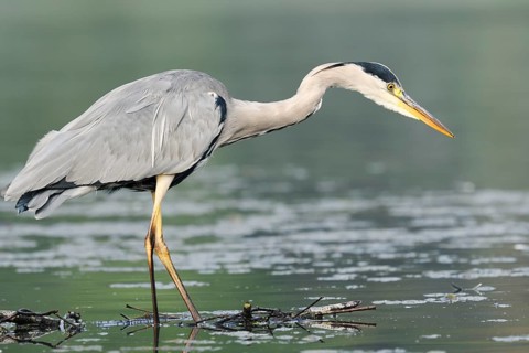 A grey heron (Ardea cinerea) standing in the water, North Rhine-Westphalia, Germany