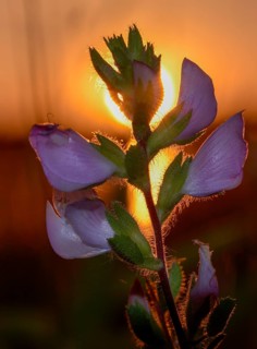 Thorny crested, unicorn, fabaceae, cat thorn, ononis spinosa, butterflies, women's war, flora,