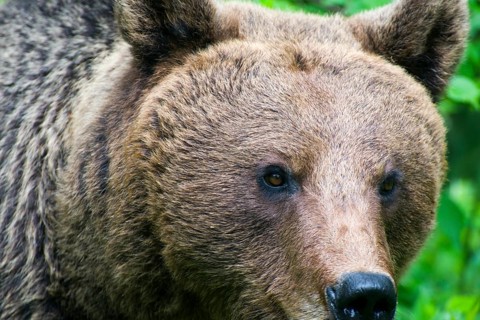 Close-up of a brown bear with an alert expression in the forest, European brown bear (Ursus arctos