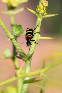 Zigzag Blister Beetle (Hycleus zigzagus), Namib Desert, Namib Naukluft Park, Namibia
