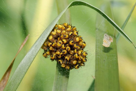 Ball of newly hatched spiderlings of the European Garden Spider (Araneus diadematus) bunch together