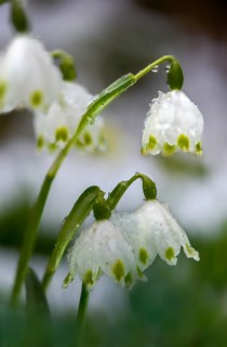 Amaryllidaceae, spring knot flower, leucojum vernum, fairy tale cup, daffodil, flora, high size,