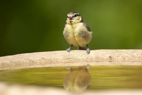 Blue tit (Cyanistes caeruleus) adult garden bird drinking water from a bird bath, England, United