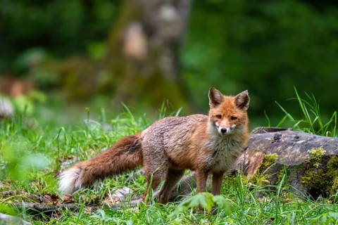 Red fox (Vulpes vulpes) in the forest, Notranjska region, Slovenia