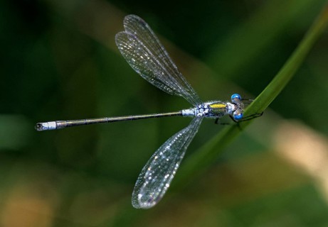 Ruismaid, common spreadwing, emerald damselfly, common ruismaid, green lestes, lestes sponsa,