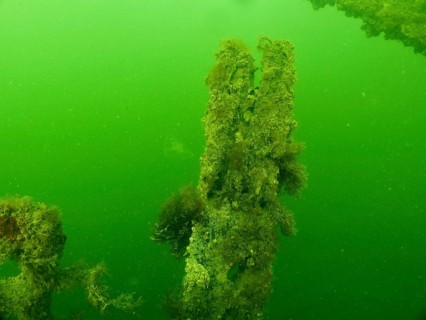 Vertical section of a wreck covered in seaweed in green water, Wrack Severn (Trubbnos) dive site,