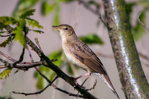 Brandenburg, Common Grasshopper Warbler, Germany, Grasshopper Warbler, Locustella Naevia, Nabu,