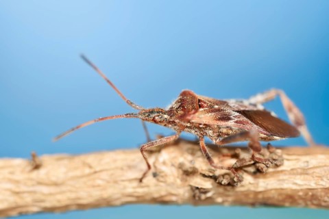 Western conifer seed bug (Leptoglossus occidentalis), North Rhine-Westphalia, Germany