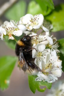 Apidae, bees, bombus terrestris, dark bumblebee, hymenoptera, buff-tailed bumblebee, bumblebee,