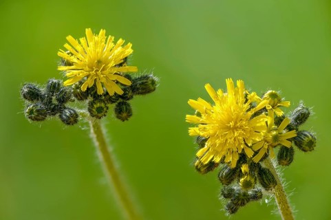 Florentine hawkweed, Florentine mouse-eared hawkweed, hieracium piloselloides, flora, plants, tall