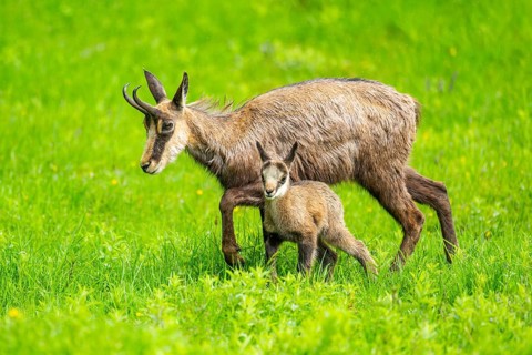 Chamois (Rupicapra rupicapra) Mother (doe) with her youngster (fawn) on a meadow, Austria