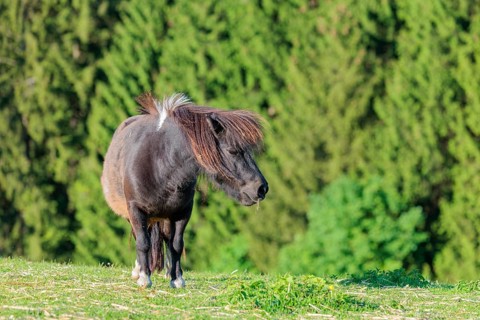 A Falabella horse stands at the edge of a forest in a green pasture on a sunny morning. The