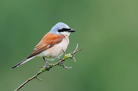 Red-backed shrike (Lanius collurio), male sitting on a branch, North Rhine-Westphalia, Germany
