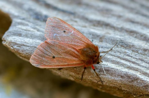 Phragmatobia fuliginosa, rust-wing, rust-winged bear, cinnamon bear, insects, moths, moths, moths,