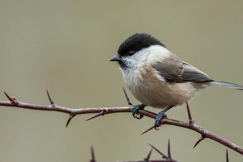 Parus montanus, poecile montanus, willow tit, birds, tit, passeri, songbirds, songbirds, tits,