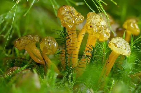 Gallat cap, gelatinous cap, common gelatinous cap, green yellow gelatinous cap, leotia gelatinosa,