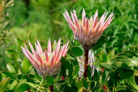 King Protea (Protea cynaroides), blossom, in bloom, flower, in spring, Kirstenbosch Botanical