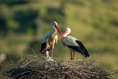 Ciconia ciconia, white stork, birds, ciconiiformes, extremadura, nest, walking birds, Spain, wading