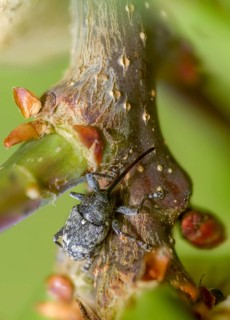Curculio villosus, oak gall weevil, beetle, coleoptera, high size, vertical format, insects,