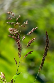 Holcus lanatus, honeygrass, meadow soft grass, velvet grass, wooly honeygrass, Yorkshire fog,