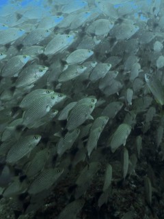 A dense school of black-spotted grunts (Haemulon maculicauda) swims in the bluish ocean waters at