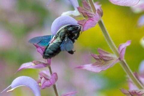 Apidae, bees, blue wood bee, large wood bee, hymenoptera, violet-winged wood bee, xylocopa