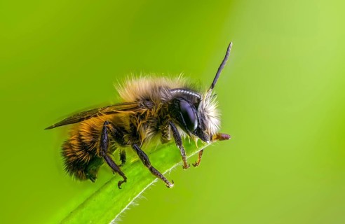 Apidae, bees, horned mason bee, hymenoptera, mason bee, osmia cornuta, insects, male, male