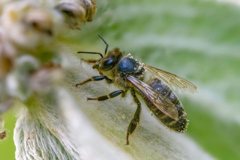 Apidae, apis mellifera, bees, European honey bee, European honeybee, hymenoptera, western honey