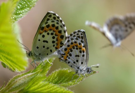 Chequered blue, moth blue, scolitantides orion, butterfly, insects, copula, mating, butterflies,