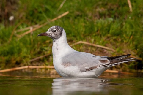 Black-headed gull, Chroicocephalus ridibundus, black-headed gull, Larus ridibundus, birds,