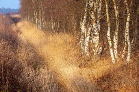 Birches on the edge of the Boller Moor, Vechta, Lower Saxony, Germany