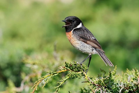 Black-throated Stonechat (Saxicola rubicola), singing male, Algarve, Portugal