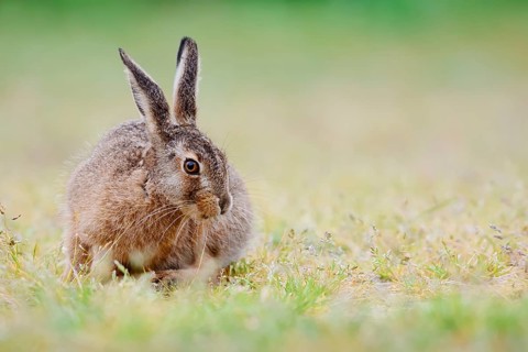 European hare (Lepus europaeus), young animal sitting in a meadow, North Rhine-Westphalia, Germany