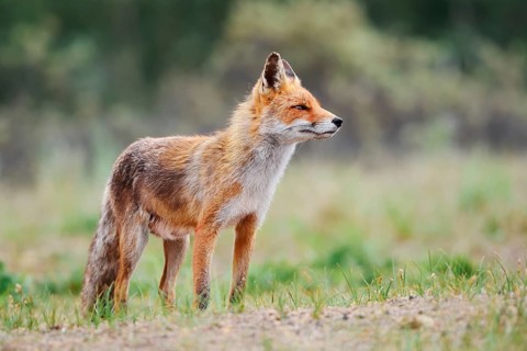 A red fox (Vulpes vulpes) stands in a meadow, the Netherlands