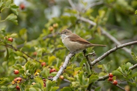 Common whitethroat (Curruca communis) adult bird in a hawthorn tree in a hedgerow with red berries