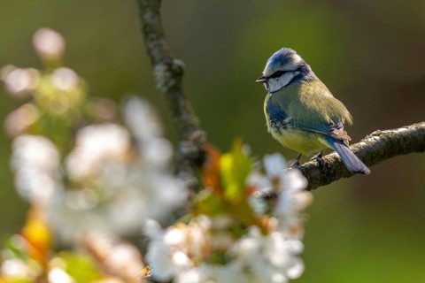 Blue tit, parus caeruleus, birds, spring, meadow orchard, tits, passeri, songbirds, songbirds,