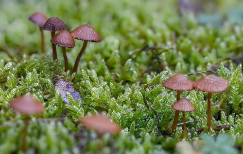 Bleeding bonnet, mycena sanguinolenta, purple-edged blood helmet, smaller bleeding mycena, fungi,