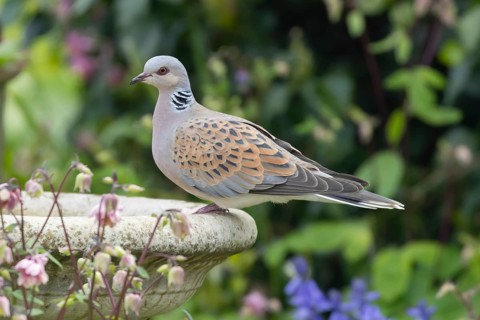 European turtle dove (Streptopelia turtur) adult bird on a garden bird bath, England, United