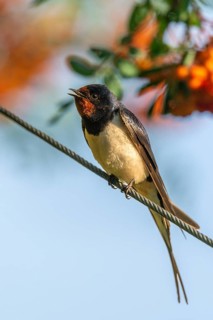 Hirundo rustica, barn swallow, birds, high size, portrait format, passeri, swallows, songbirds,