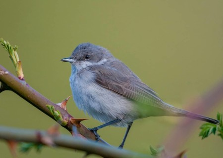 Rattleswarbler, lesser whitethroat, sylvia curruca, birds, male, passeri, songbirds, songbirds,