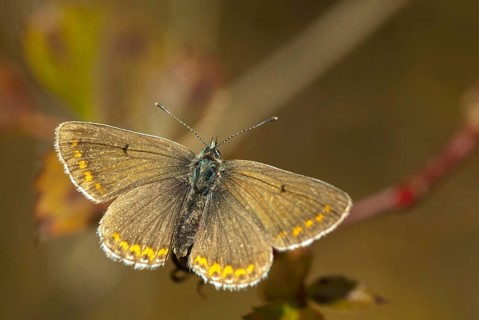 Common blue, common blue, crested blue, polyommatus icarus, blue, butterfly, female, insects,