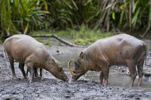 Deer piglets, males and females, pair, (baby Rousa celebensis), animals, mammals, pigs, Sulawesi,