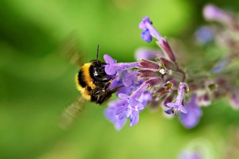 Garden bumblebee (Bombus hortorum), on a catmint (Nepeta x faassenii) flower, Meienberg, Canton of