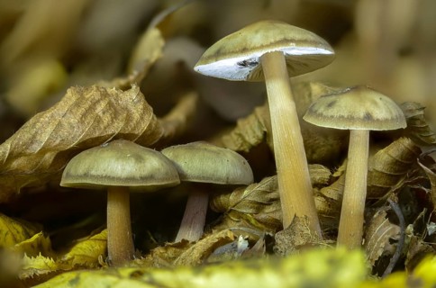 Asema butter cap, collybia asema, horn-coloured butter cap, horn-brown rapeseed, horn-grey