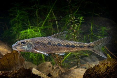 Gobio Gobio, Gründling, Gudgeon, Cress, Fishes, Pisces