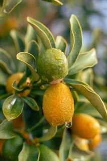 Kumquat fruit. Bright green leaves adorn a citrus bush featuring small yellow and green fruits. The